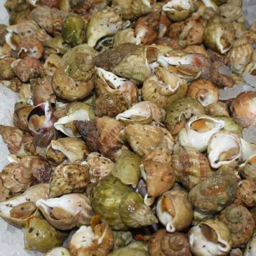 Vente Bulots cuits - 500 g - Achat en ligne et livraison à domicile