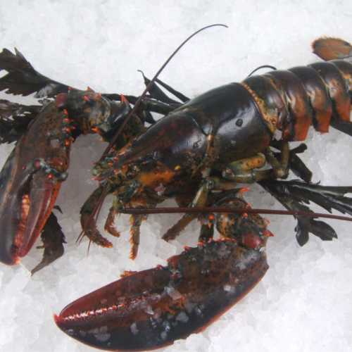 Vente Homard Canadien vivant en ligne et livraison à domicile