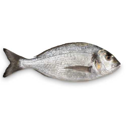 Vente Dorade Royale 600/800 - la piéce - Achat en ligne et livraison à domicile