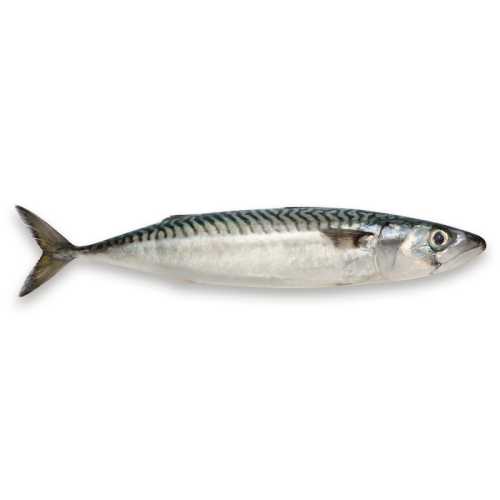 Vente Maquereau - 0.95 / 1.05 kg - Achat en ligne et livraison à domicile