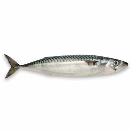 Maquereau - 0.95 / 1.05 kg