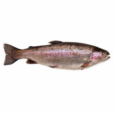 Truite rose arc en ciel - 0.95 / 1.05 kg