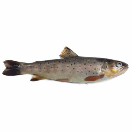 Truite fario - 0.95 / 1.05 kg