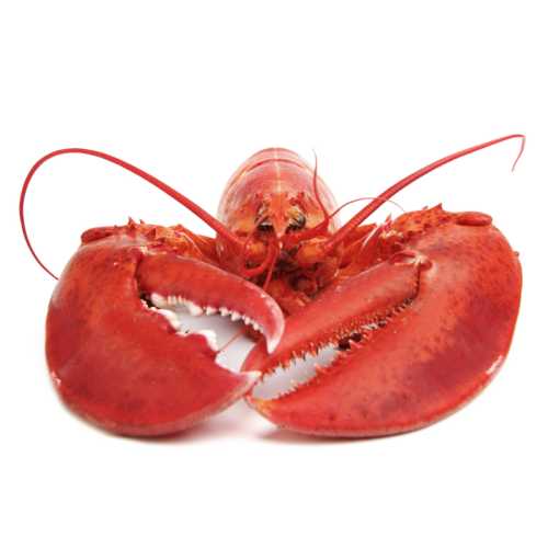 Vente Homard canadien cuit - Achat en ligne et livraison à domicile