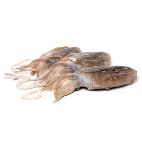 seiche petite  0.95 / 1.05 kg