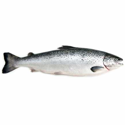 Saumon entier - 3.2 / 3.4 kg