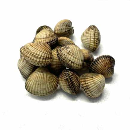 Coques vivants - 1 kg