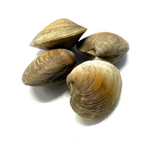 Vente Clams moyen - 500 g - Achat en ligne et livraison à domicile