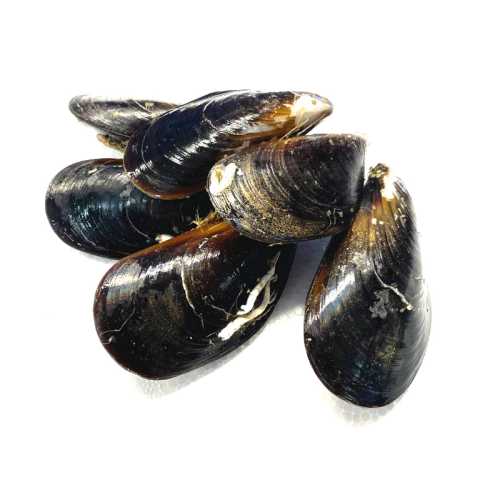 Vente Moules d'Espagne - 500 g - Achat en ligne et livraison à domicile