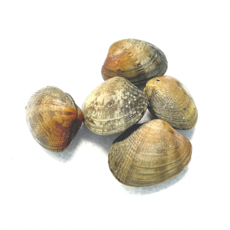 Palourdes grises vivantes - 1 kg