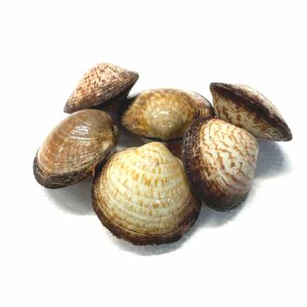 Amande de mer vivantes - 1 kg