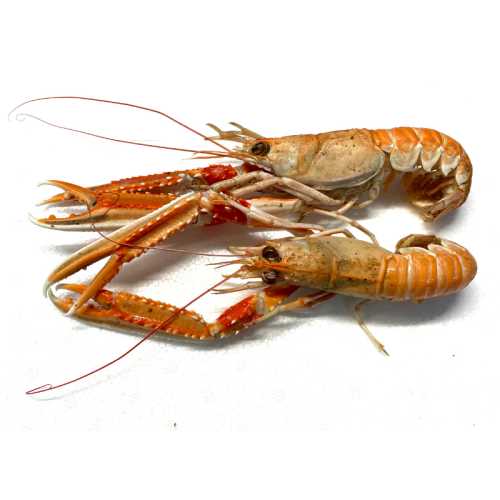 Vente Langoustines cuites - 1 kg - Achat en ligne et livraison à domicile