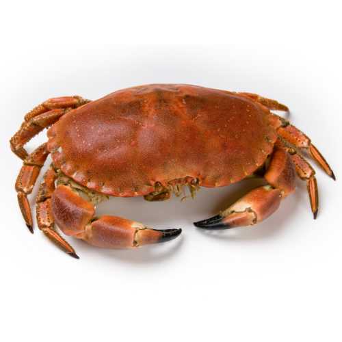 Vente Tourteau cuit - la pièce 600 g - Achat en ligne et livraison à domicile