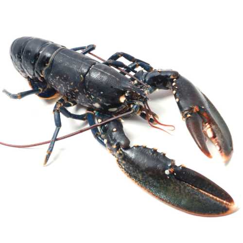 Vente Homard Européen vivant - la pièce 500 g - Achat en ligne et livraison à domicile