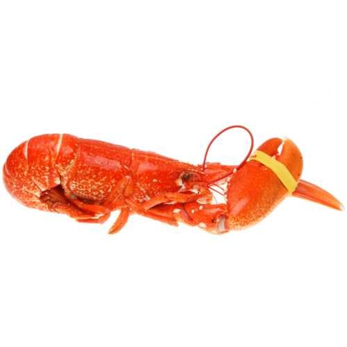 Vente Homard Européen cuit - Achat en ligne et livraison à domicile
