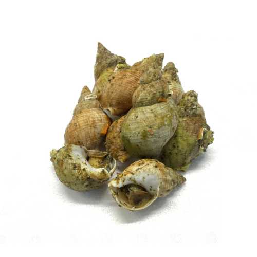 Vente Bulots cuits - 500 g - Achat en ligne et livraison à domicile