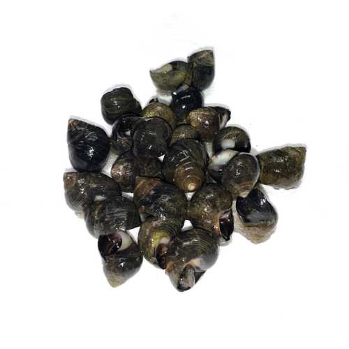 Vente Bigorneaux gros crus - 500 g - Achat en ligne et livraison à domicile