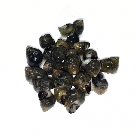 Bigorneaux gros vivants - 500 g