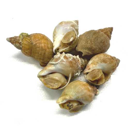 Vente Bulots vivants - 500 g - Achat en ligne et livraison à domicile