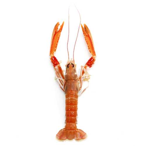 Vente Langoustines crues 10/15 - 1 kg - Achat en ligne et livraison à domicile