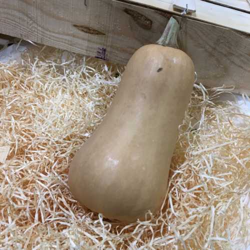 Butternut 1.2kg/1.5kg - 1 Pièce