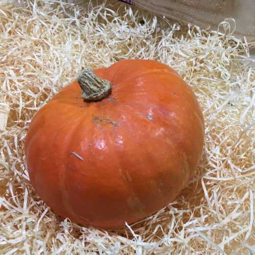 Potimarron 0.8-1.2kg - 1 Pièce