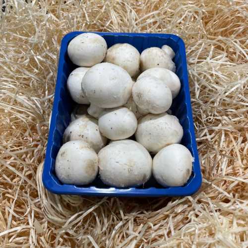 Champignon de Paris - Barquette 500 g