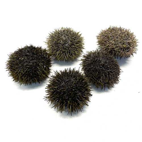 Vente Oursins - 500 g - Achat en ligne et livraison à domicile