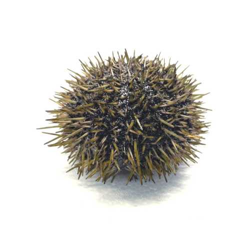 Vente Oursins - 500 g - Achat en ligne et livraison à domicile