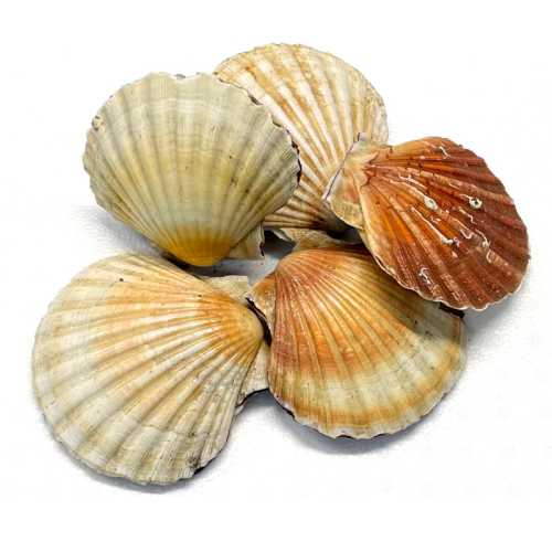 Vente Coquilles St Jacques Françaises Entières - 1 kg - Achat en ligne et livraison à domicile