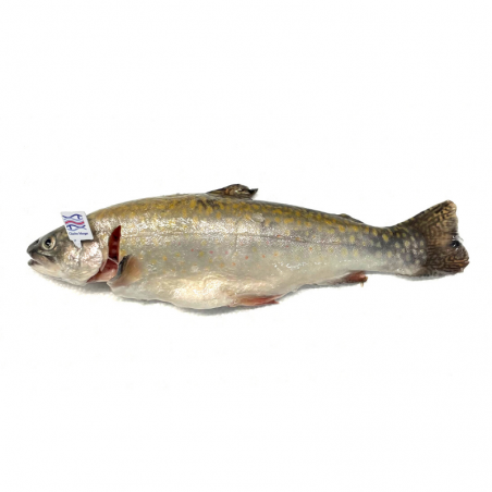 Saumon de fontaine - 0.95 / 1.05 kg