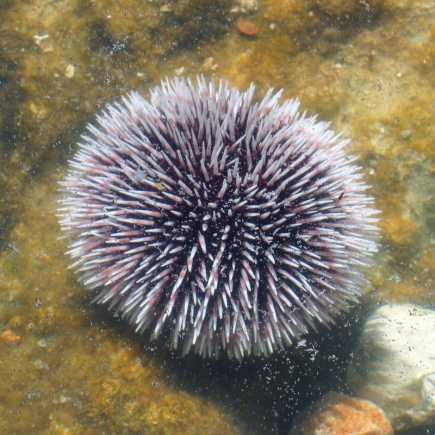 Oursins vivants - 500 g