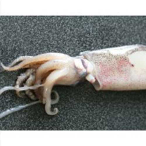 Vente Encornet blanc - 1 kg - Achat en ligne et livraison à domicile