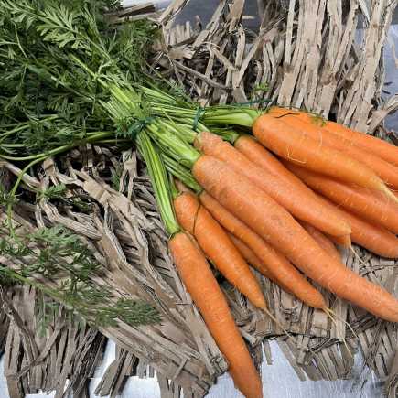 Carotte Fane - La botte