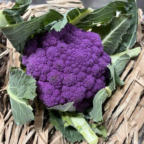 Chou fleur violet- 1 pièce