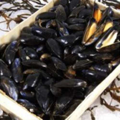 Vente Moules de hollande - 1 kg ou 2 kg - Achat en ligne et livraison à domicile